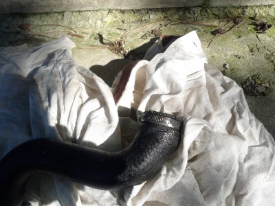 ein ordentlicher Riss.