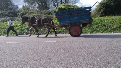 1 Muli auf Arbeit für das tägliche Brot.