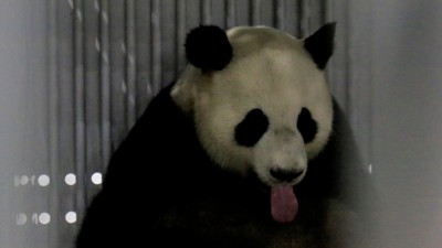 Jiao Qing first 5 Minutes Berlin.jpg