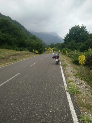 1.000e Königskerzen - gut für die Bestäubungsinsekten.