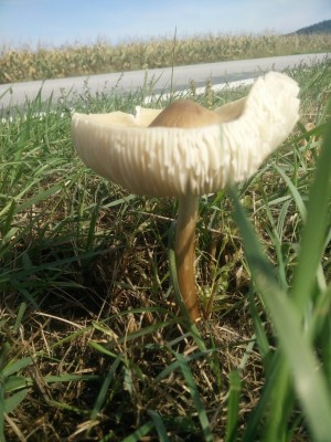 IMG_20170918_122517.jpg (1.87 MiB) 4465 mal betrachtet Ein Giftschwammerl?