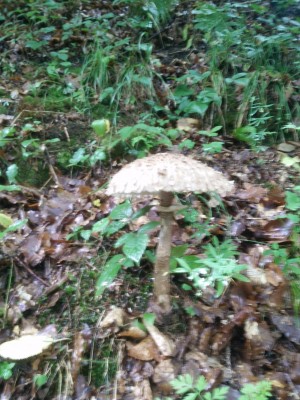 Etwa schon wieder ein Giftpilz im Format 20 x 20 cm?