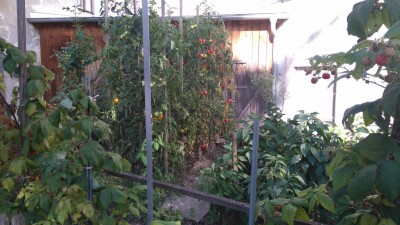 Diese Paradeisstecken schauen volle 2 m 40 aus der Erde, so gehört das richtig!