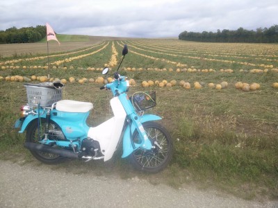 Im Herbst fahre ich täglich zu den abgelesenen Weingärten und nasche. Dabei habe ich diese Kernölquelle entdeckt.