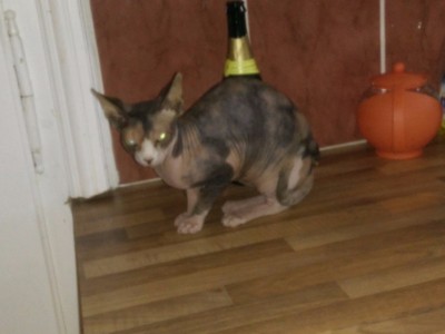 Bijou, Sphinx-kitten, meine Couch-Genossin der letzten Nacht.