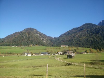 Ein schönes Leben für dasRindvieh.