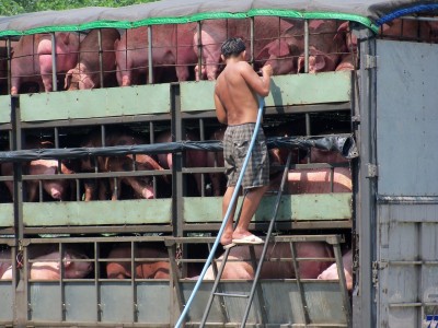 Schwein gehabt....jpg