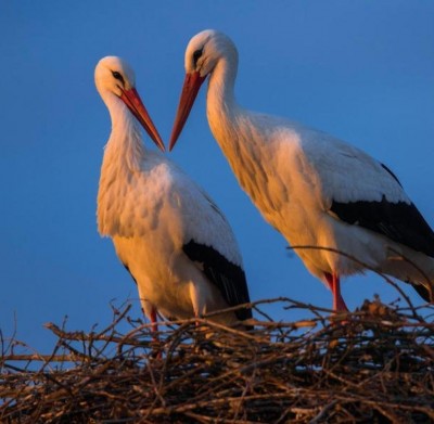 Storchenpaar.jpg