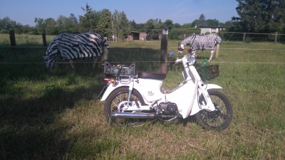 Ich taufe dich STORCH.