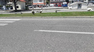 Gänse am Fressen. Der See ist nah und der Schutzeeg schuetzt. GR