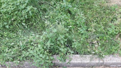 20cm Randstein, um aus der Wiese raus zu kommen, waren zu viel....das regt die Blutzirkulatkon an!