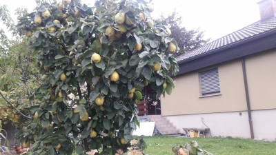 Ein schweizer Quittenbaum. Die Quitte sollte viel mehr kultiviert und verkocht werden. Medizin?