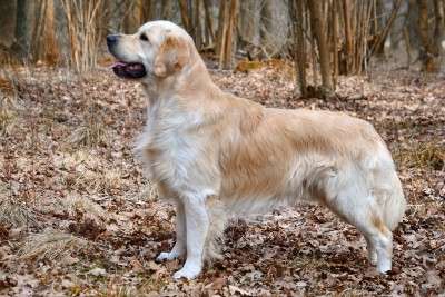 Golden Retriever.jpg