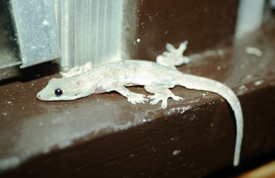 Gecko.jpg