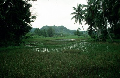 Reisfeld.jpg