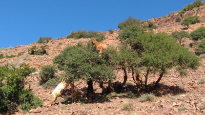 Ziegen, die zum Fressen auf Arganbüsche klettern.