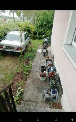 Wer sieht im Dschungel die Linanonzeder?