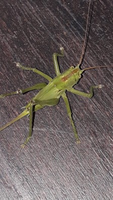 Diese Schrecke lief über meinen Handrücken re.