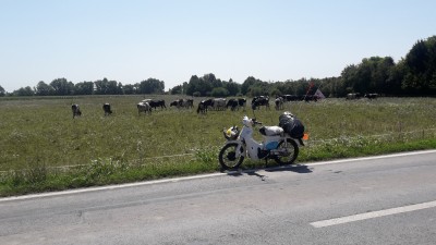 Wo Kühe grasen, da fühle ich mich wohl.