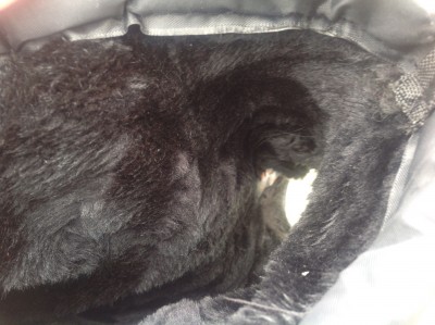 Das ist das Fell der Held stulpen