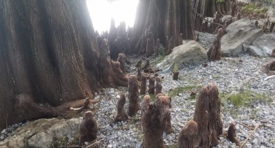 Wurzel der Bäume direkt am Wasser