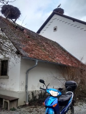 Der Affenberg in Salem